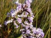 tesoro francés: Inmortelle Bleue.