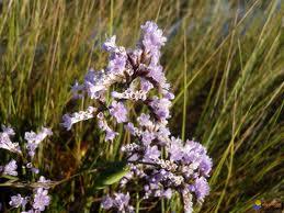 Un tesoro francés: Inmortelle Bleue.