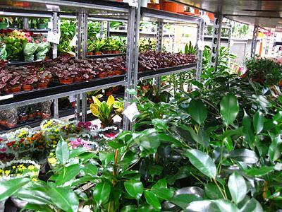 Arreglos Florales por el Pilar