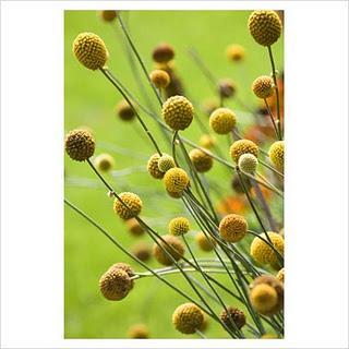 Arreglos Florales por el Pilar