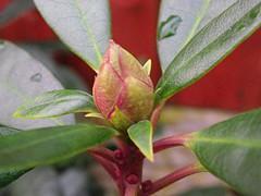 Sobre causas, demoras y efectos