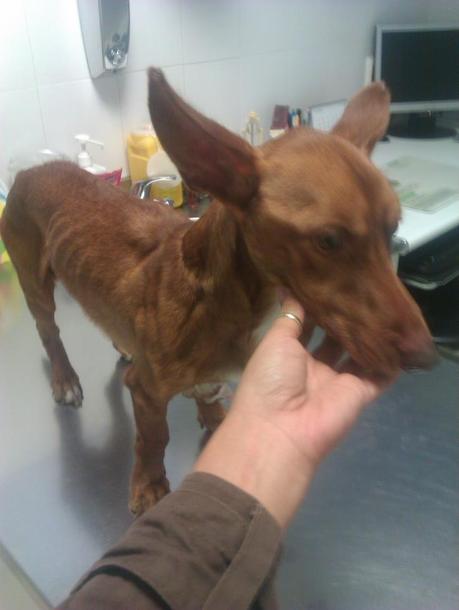 FURTIVO,PODENCO EN LA PIEL NECESITA AYUDA