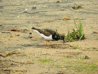 Control en Bañugues
