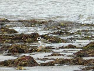 Control en Bañugues