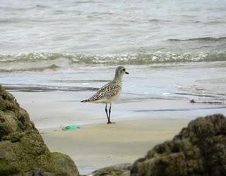 Control en Bañugues