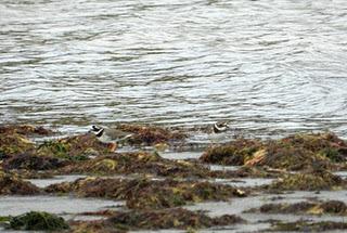 Control en Bañugues