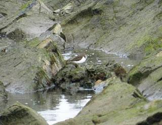 Control en Bañugues