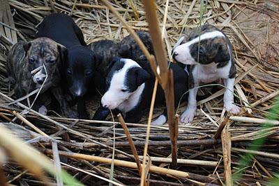 URGENTE!!!!! CORREN GRAN PELIGRO. Mama galga coja y sus bebes. ABANDONADOS (Córdoba)