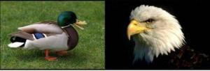 ¿Eres Pato o Águila tú decides…?