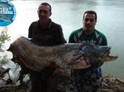 Pesca siluros ebro