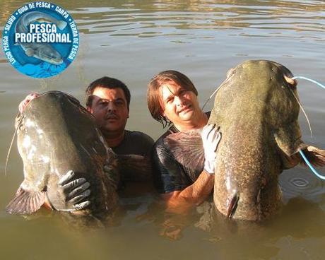 PESCA SILUROS RIO EBRO