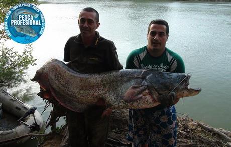 PESCA SILUROS RIO EBRO