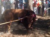 fiesta toro