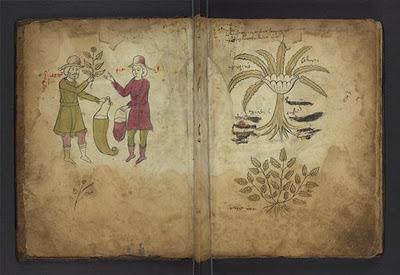 Las raíces de la inteligencia de las plantas