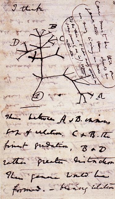 Las raíces de la inteligencia de las plantas