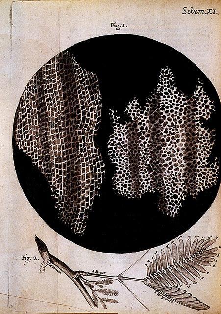 Las raíces de la inteligencia de las plantas