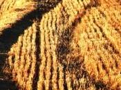 Sentido sensibilidad