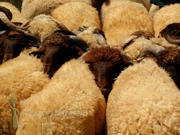 Aïd Al Adha (Aid el Kebir) 1432 (2011)