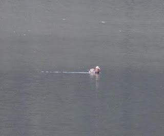 Pato mandarín en Pilotuerto