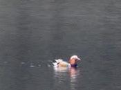 Pato mandarín Pilotuerto