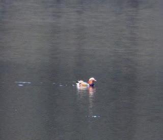 Pato mandarín en Pilotuerto