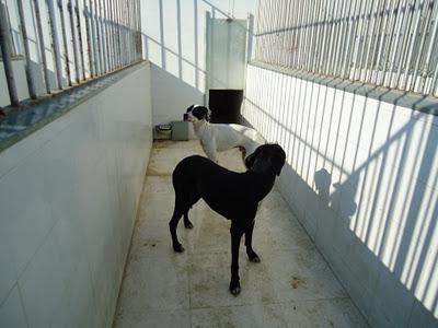 Estos son los 7 perritos de la mujer con síndrome de diógenes que fueron llevados a la perrera. Fecha de sacrificio: 3 de Noviembre.