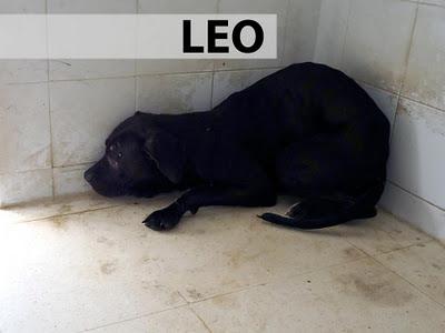 Estos son los 7 perritos de la mujer con síndrome de diógenes que fueron llevados a la perrera. Fecha de sacrificio: 3 de Noviembre.