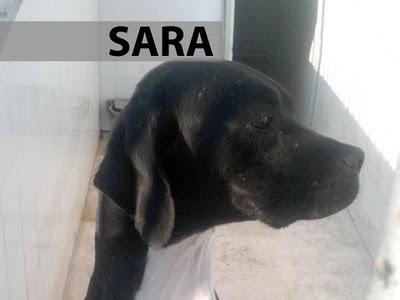 Estos son los 7 perritos de la mujer con síndrome de diógenes que fueron llevados a la perrera. Fecha de sacrificio: 3 de Noviembre.