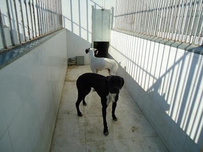 Estos son los 7 perritos de la mujer con síndrome de diógenes que fueron llevados a la perrera. Fecha de sacrificio: 3 de Noviembre.