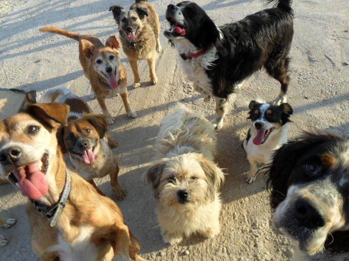 El rincón de l@s adoptantes....