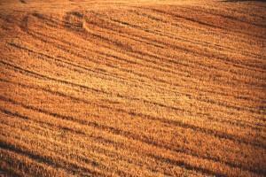 SENTIDO Y SENSIBILIDAD (y II)