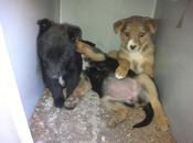 matado cachorros palazos... quedan tres sacamos rápido sabemos final