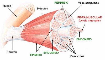 Crecimiento y regeneración del músculo esquelético estriado