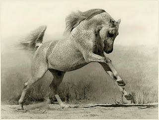 'El sanador de caballos', de Gonzalo Giner