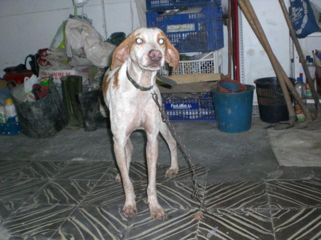 La voz del voluntari@ . Julia ( Adaana )