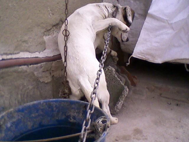 La voz del voluntari@ . Julia ( Adaana )