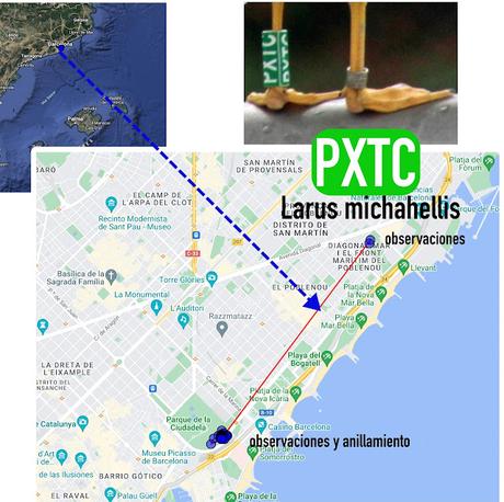 Patiamarilla PXTC