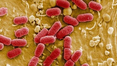 Estas son las bacterias más peligrosas para la humanidad