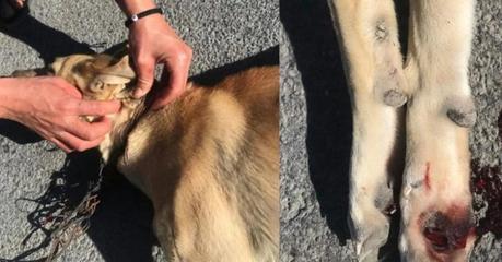 (video) Policía rescata a perro que era arrastrado por motociclista en Rioverde