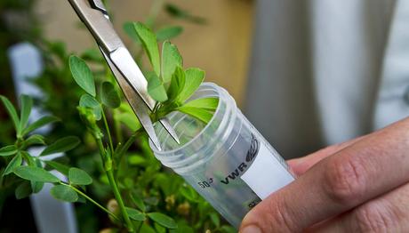Esta planta modificada genéticamente actúa como 30 plantas de interior