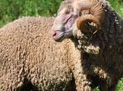 ¿Por especial lana oveja Merina?