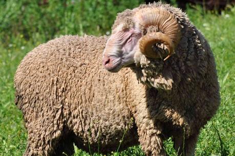 ¿Por qué es tan especial la lana de oveja Merina?