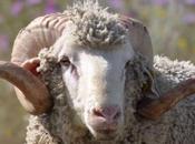 ¿Qué hace especial ovejas raza Merina?