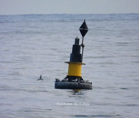 Charranes en el Mar de Sant Adrià