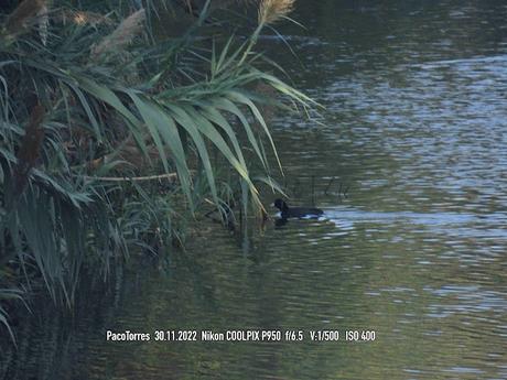 Una focha en Sant Adrià