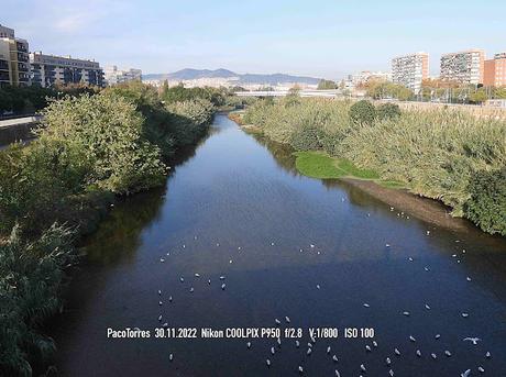 Una focha en Sant Adrià