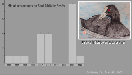 Una focha en Sant Adrià