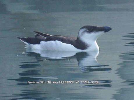 Sigue el alca en el port de Sant Adrià de Besòs