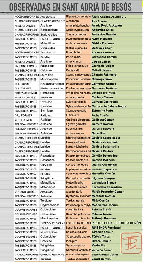 #OcellsdeSantAdrià : Noviembre-2022 #OcellsdeSantAdrià : Noviembre-2022
