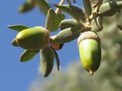 Frutos otoño